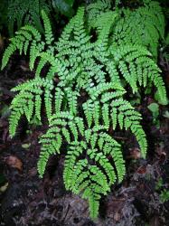 Adiantum formosum. Adaxial surface of mature 4-pinnate frond.
 Image: L.R. Perrie © Leon Perrie CC BY-NC 3.0 NZ